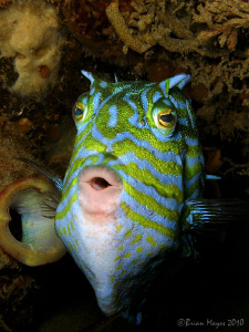 What's the matter, haven't you seen a whistling cowfish b... by Brian Mayes 